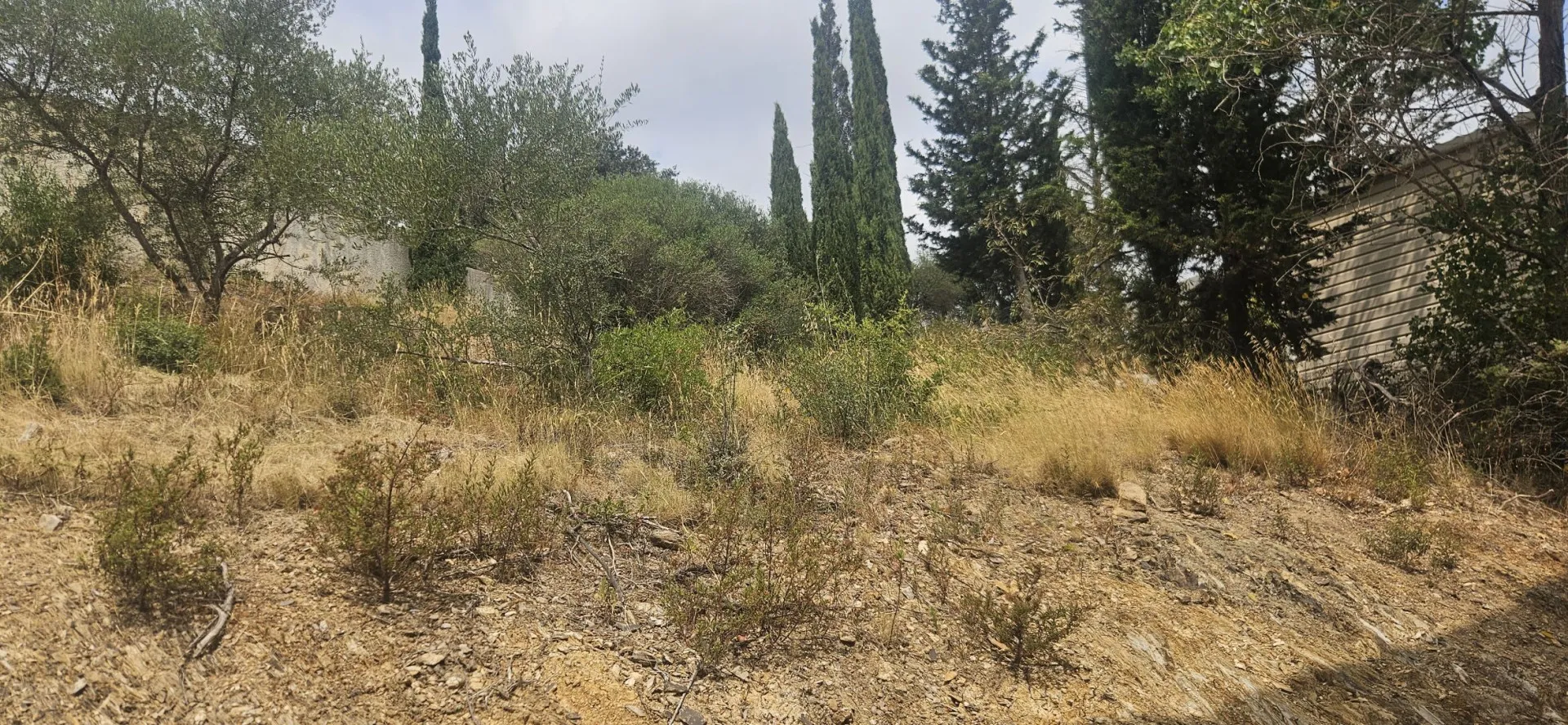 Terrain avant intervention : herbes sèches hautes, broussailles et jeunes pousses ligneuses couvrant toute la parcelle