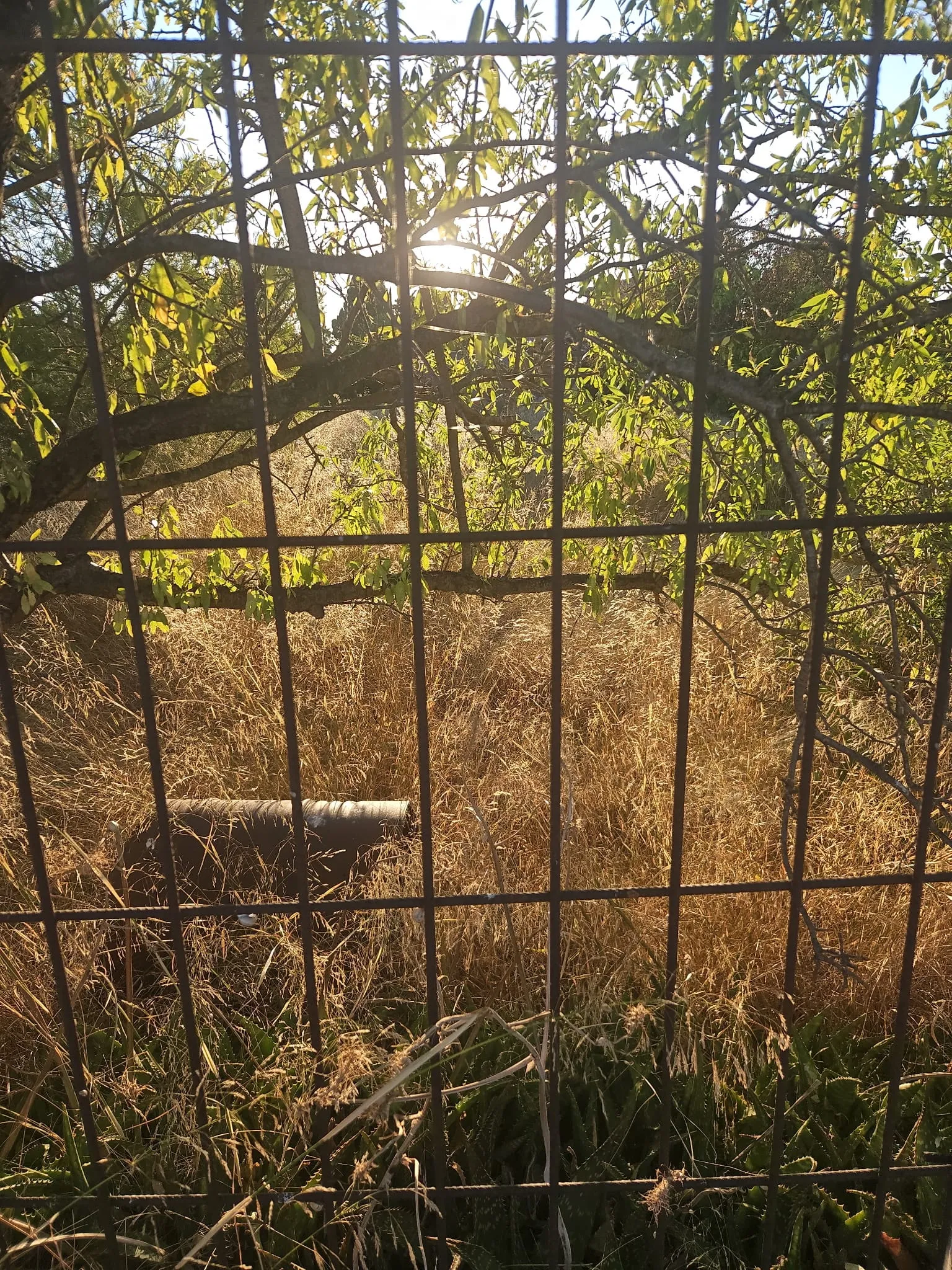 Terrain vu à travers son grillage avant intervention : herbes sèches hautes sous un arbre fruitier