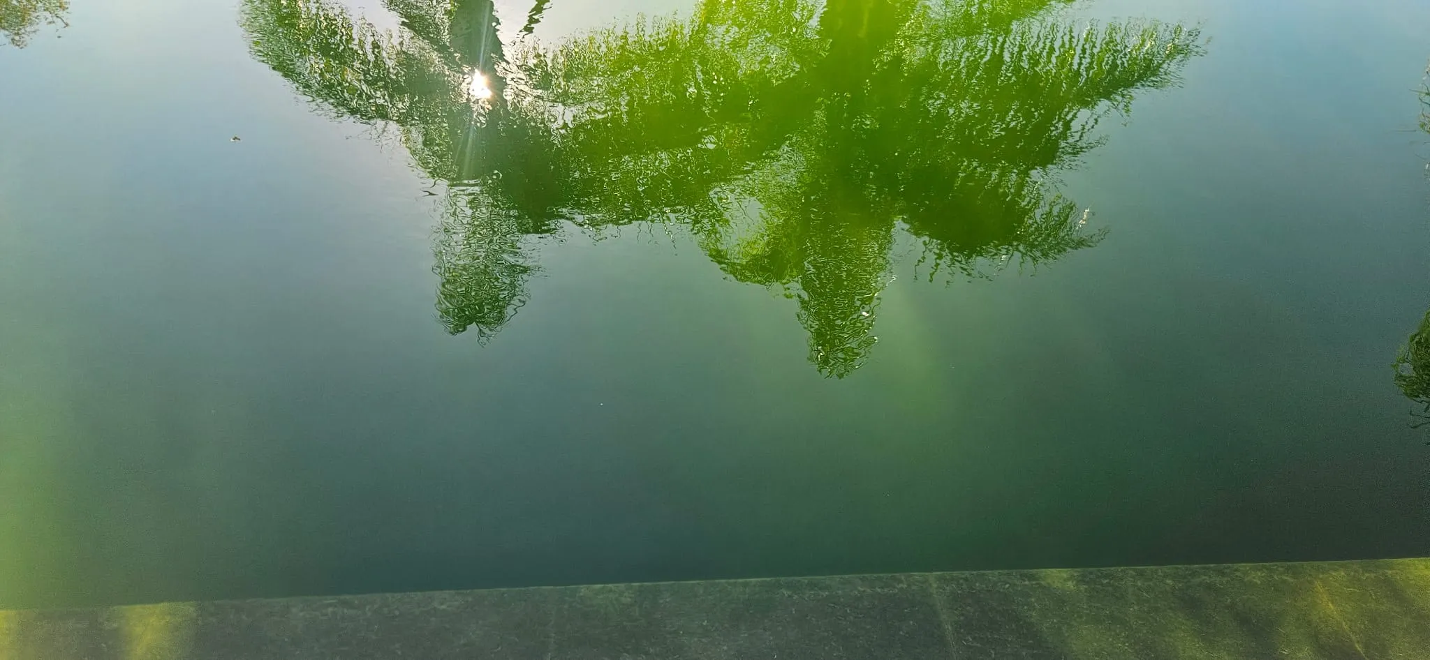 Piscine avant intervention : eau verte et opaque, fond du bassin invisible, margelle marquée par les algues
